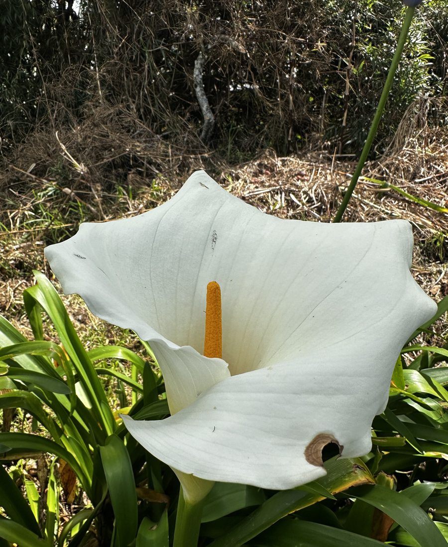 Silleteros en Santa Elena