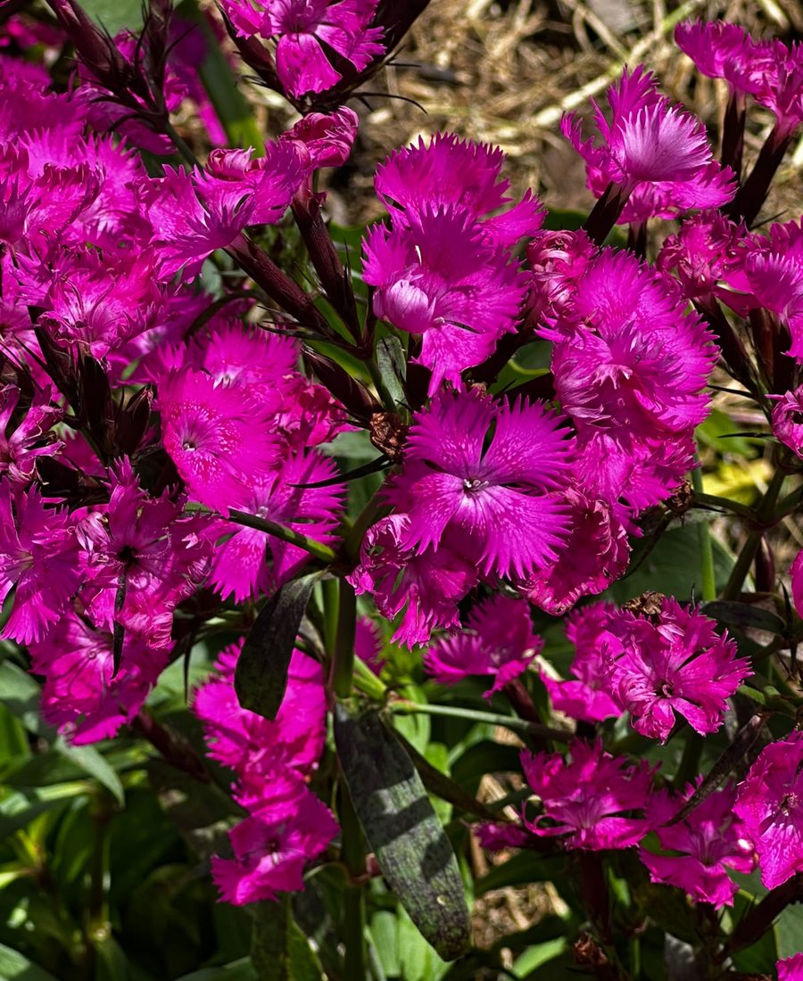 Flores de la finca, foto 12