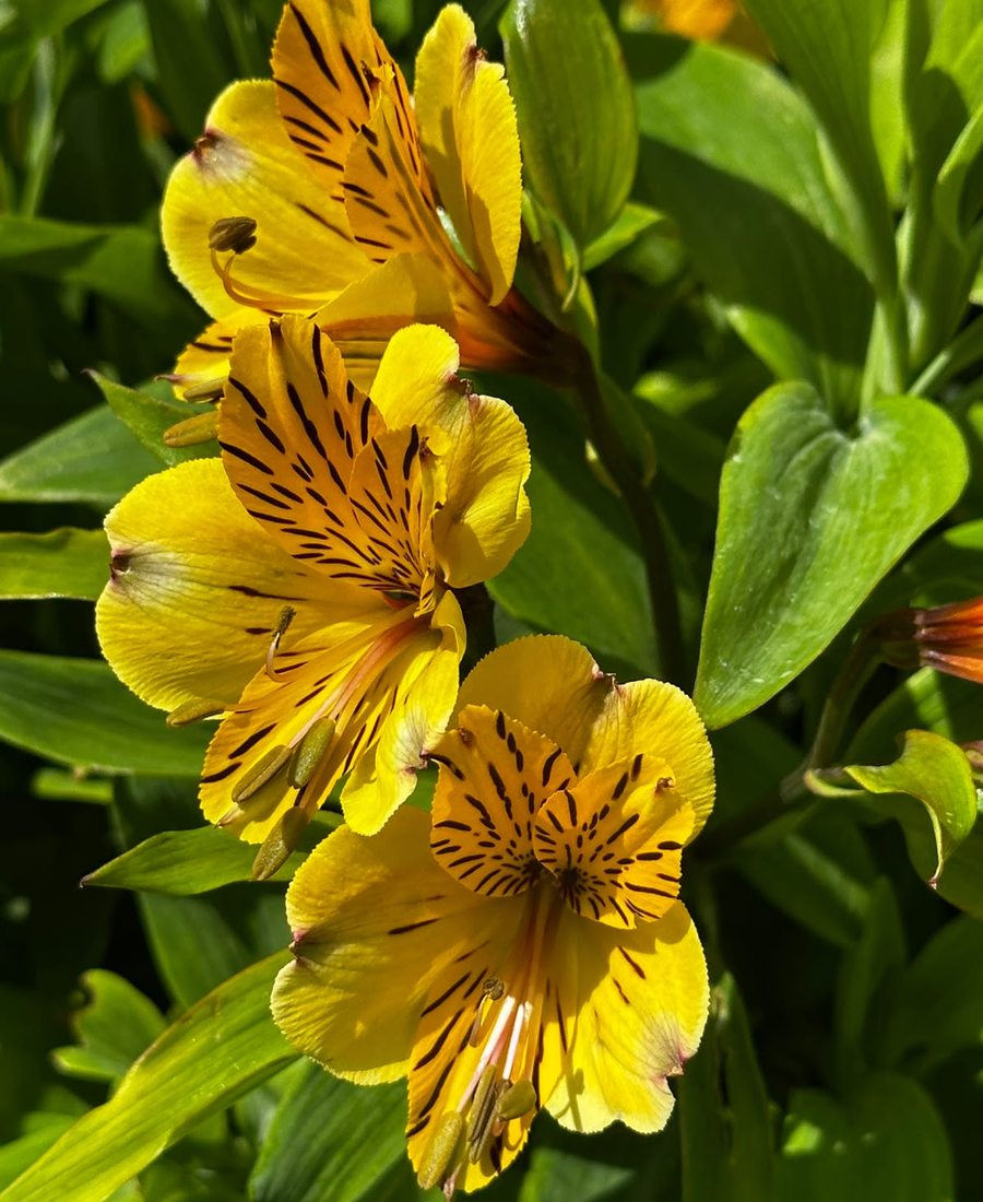 Flores de la finca, foto 13