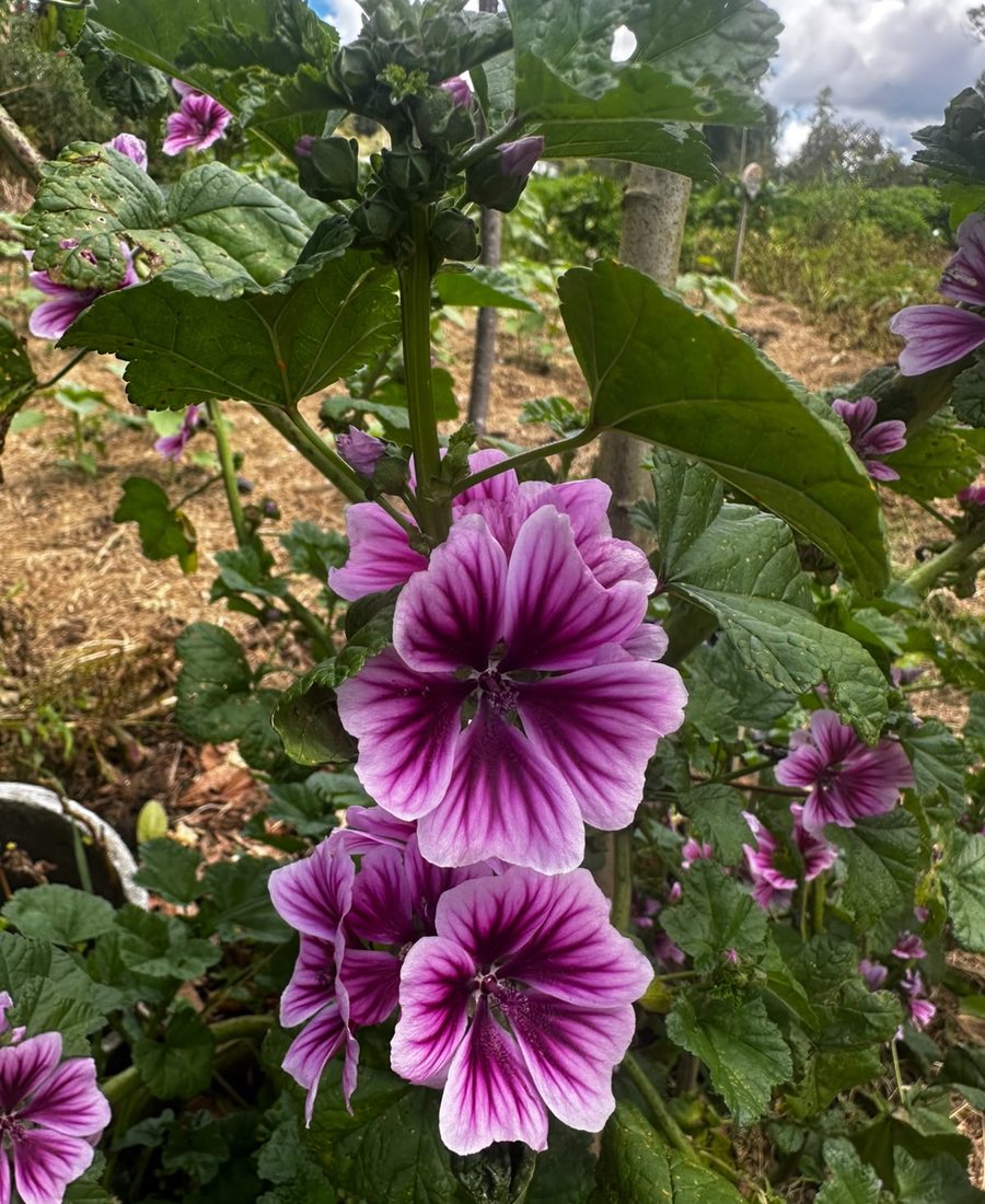 Flores de la finca, foto 14