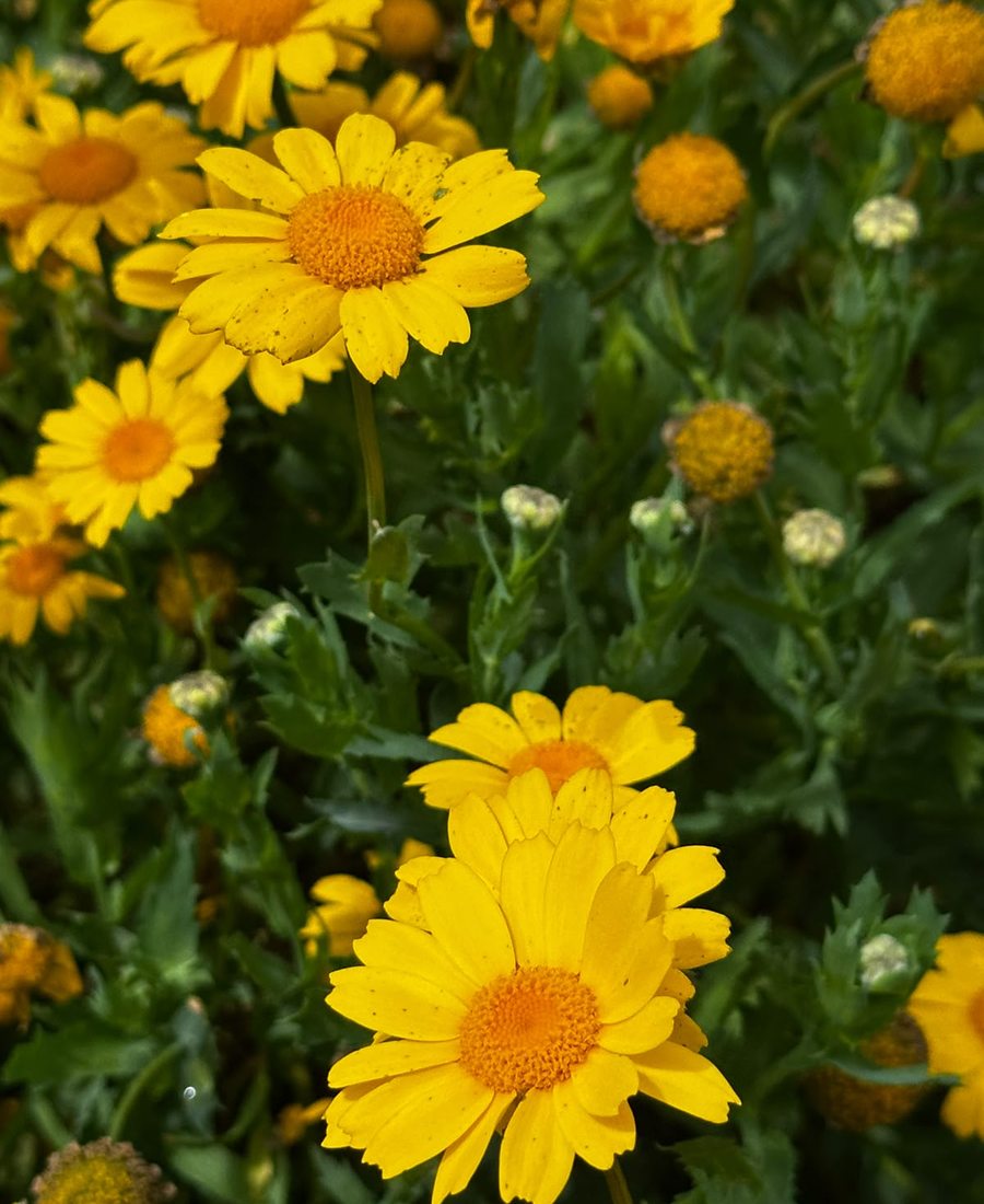 Flores de la finca, foto 15