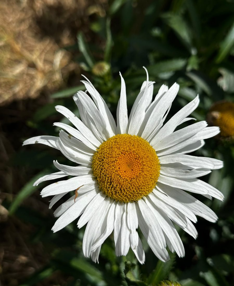 Flores de la finca, foto 16