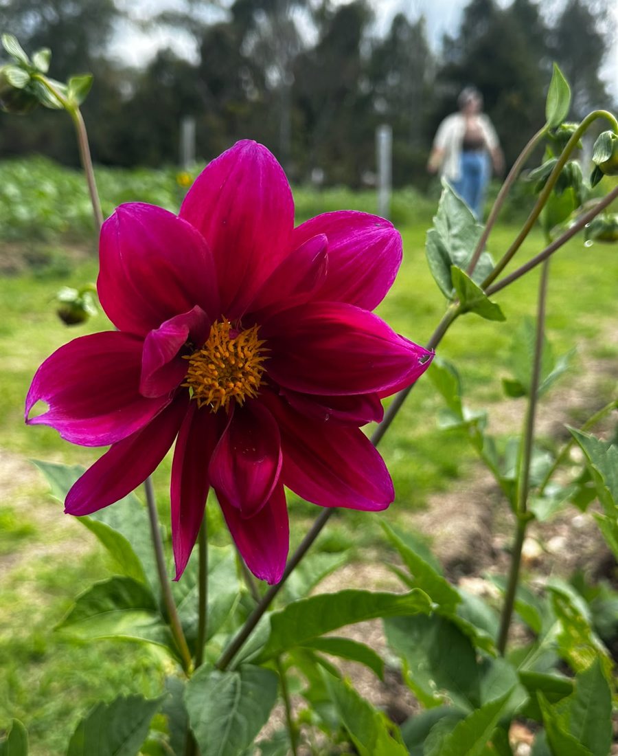 Flores de la finca, foto 17