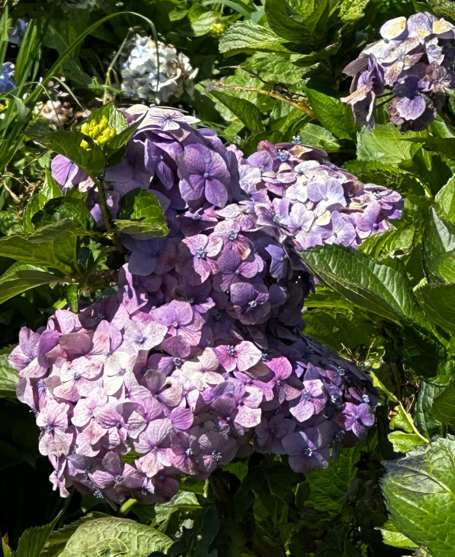 Flores de la finca, foto 18