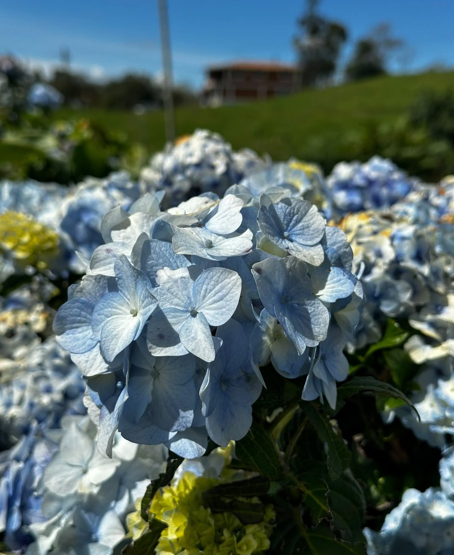 Flores de la finca, foto 19