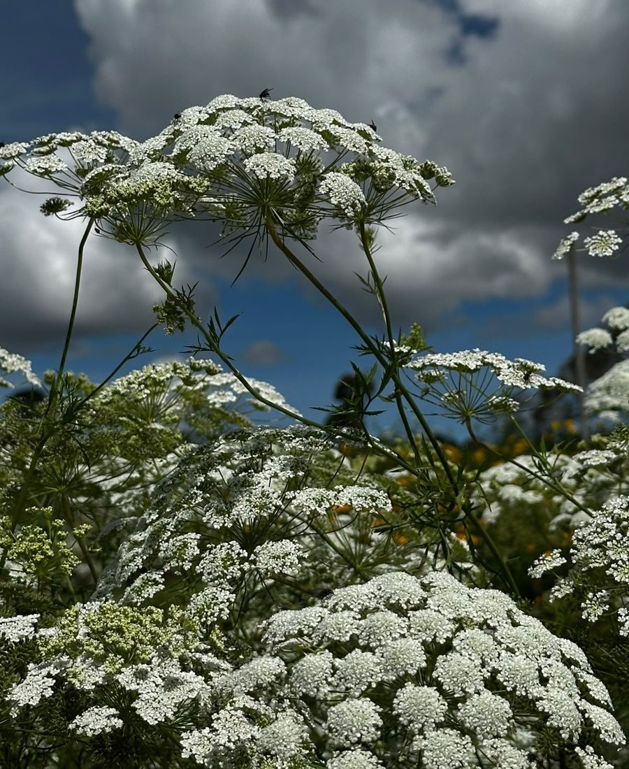 Flores de la finca, foto 20