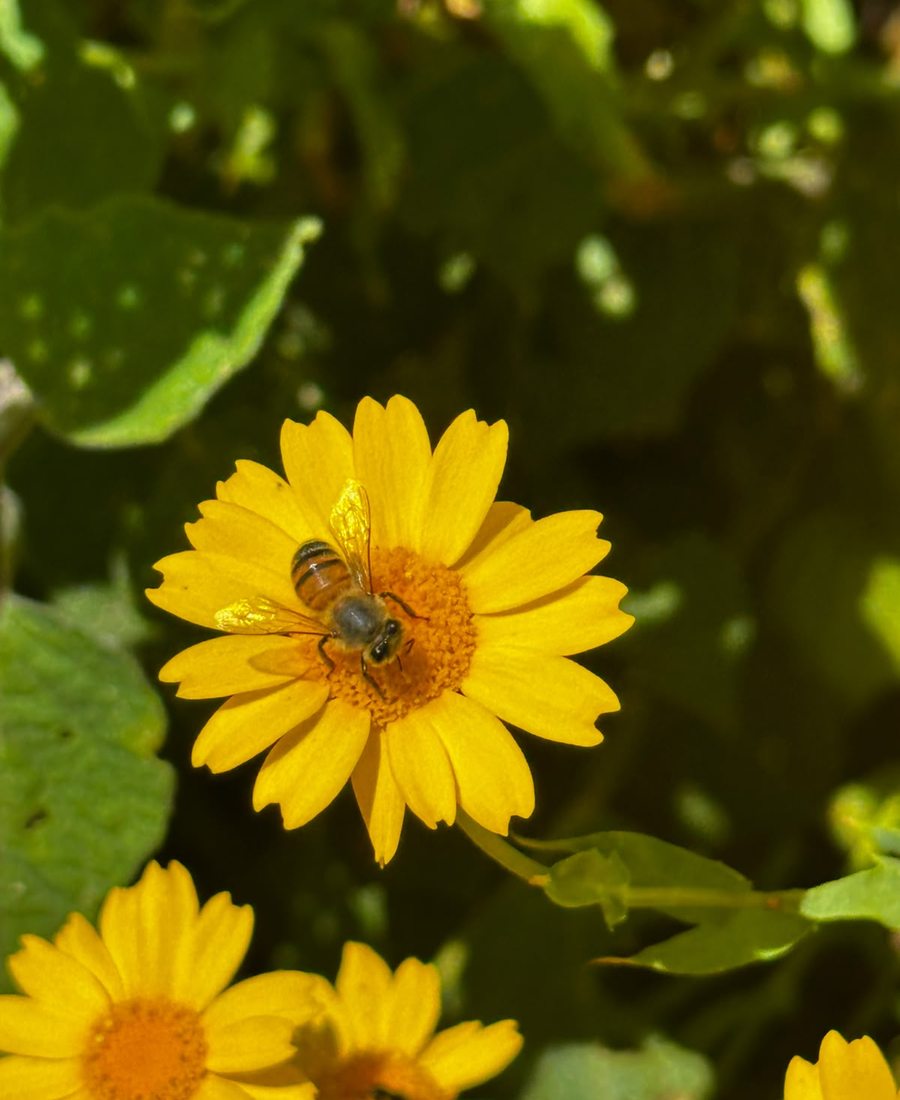 Flores de la finca, foto 21