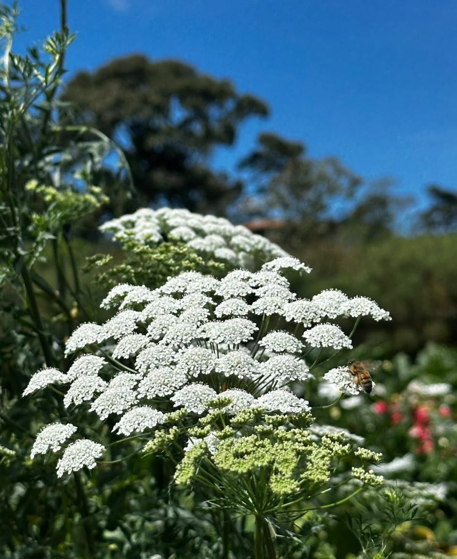 Flores de la finca, foto 22