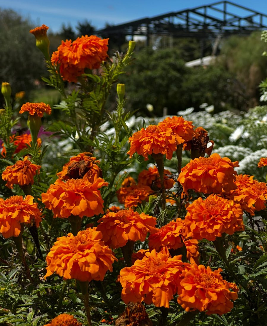 Flores de la finca, foto 23